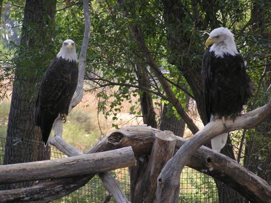 Zoo Montana has a pair of Bald Eagles.