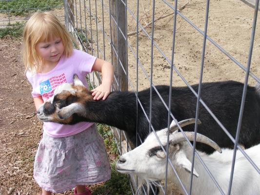 Sarah pets a goat.