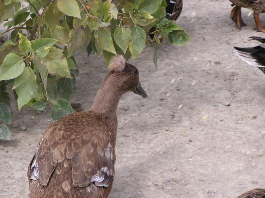 This is a duck with a funny hairdoo.