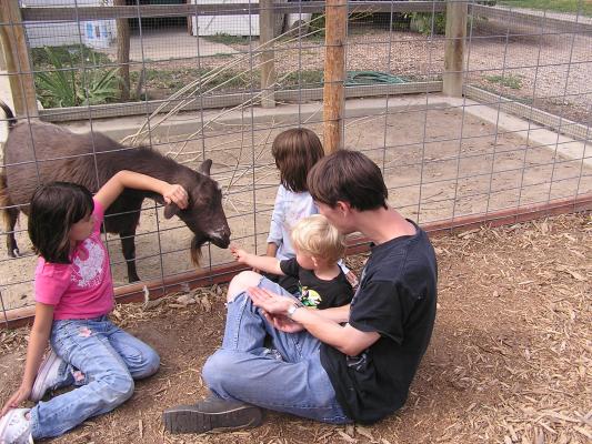 Noah feeds a goat at Zoo Montana.
