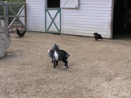 Baby goats butt into each other.