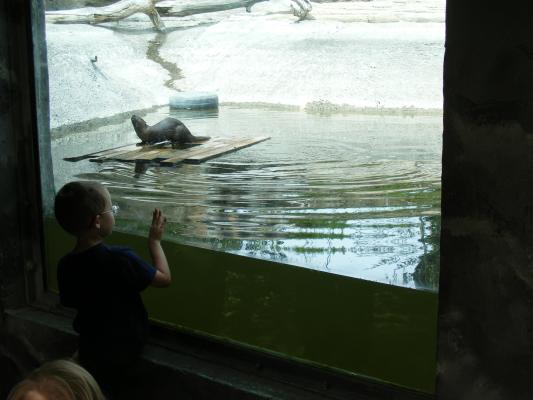 Noah watches an otter.