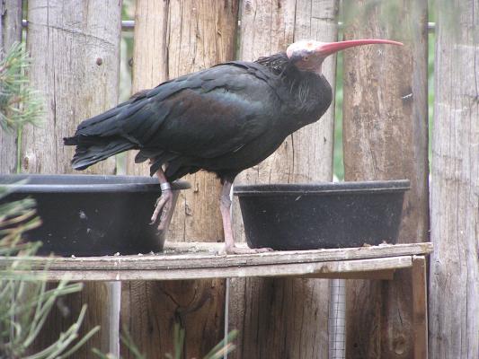 Waldrapp ibis