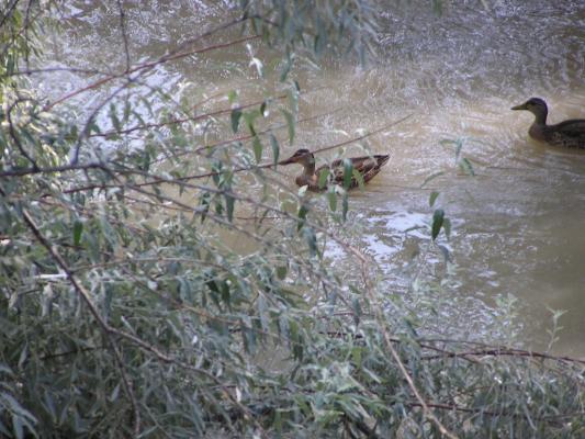 Ducks in the river.