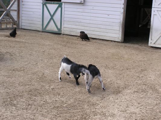 Baby goats play fighting.