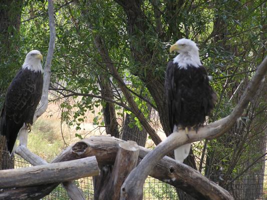 Zoo Montana has a pair of Bald Eagles.