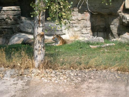 Zoo Montana tiger.