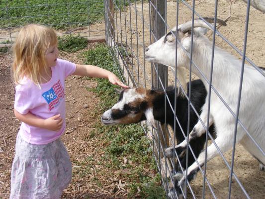 Sarah pets the goats.