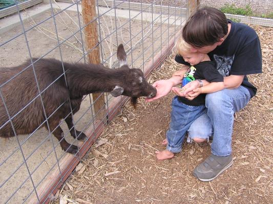 David feeds the goats.