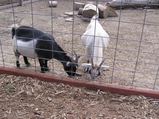 The goats look for some food in the sticks Noah threw through the fence.