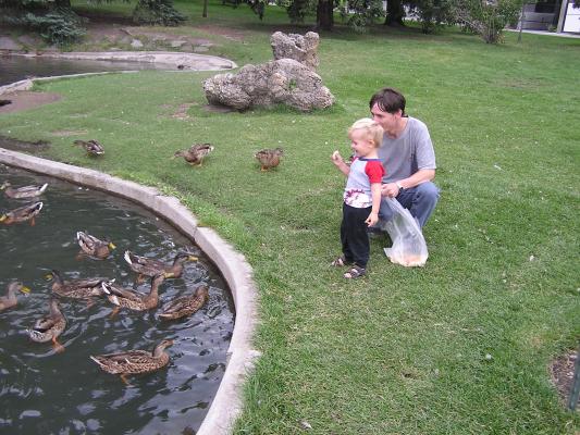 Noah and David feed the ducks.