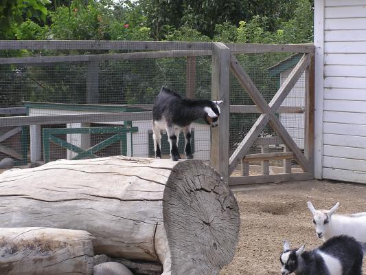 A baby goat on top of a log.