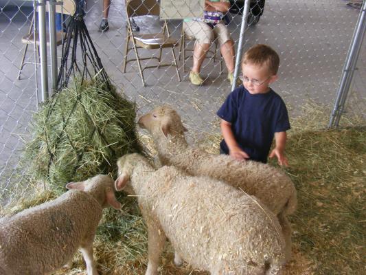 Noah pets a sheep at the Gallatin County Fair.