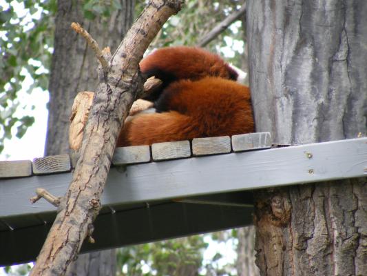 Red pandas taking a nap.