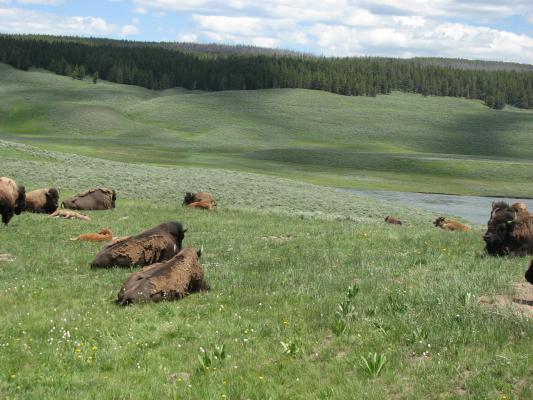 Buffalo with calves.