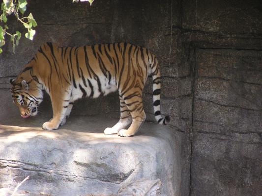 The Zoo Montana tiger on the rocks.