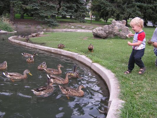 Noah likes to feed the ducks at the university.