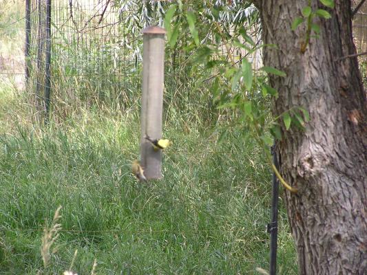 Some birds eat at a bird feeder.