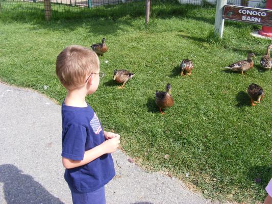 Noah contemplates chasing the ducks at Zoo Montana.
