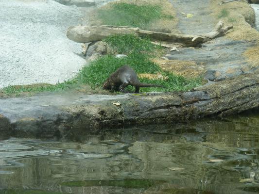 We really liked the otters.