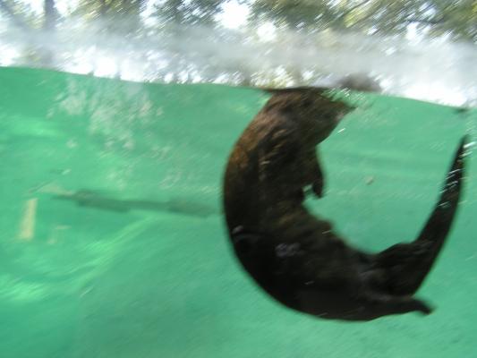 The otter swimming at Zoo Montana.