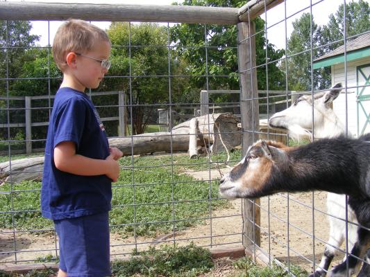 Noah watches the goats beg for food.