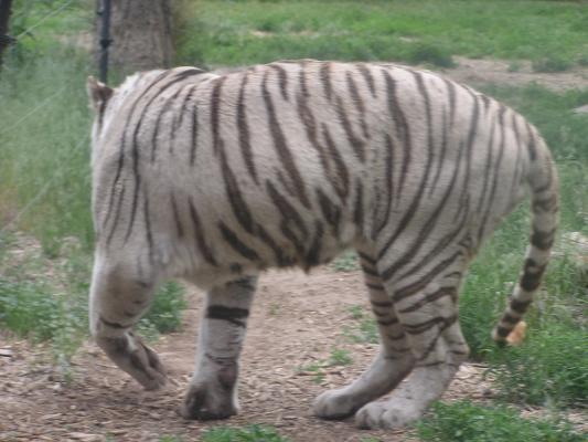 white tiger (or as Sarah said 