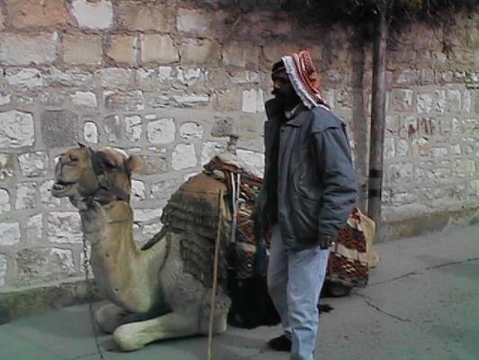 A camel in Jerusalem