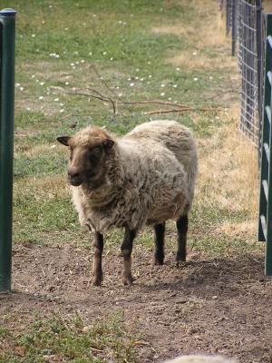 A sheep at Zoo Montana.