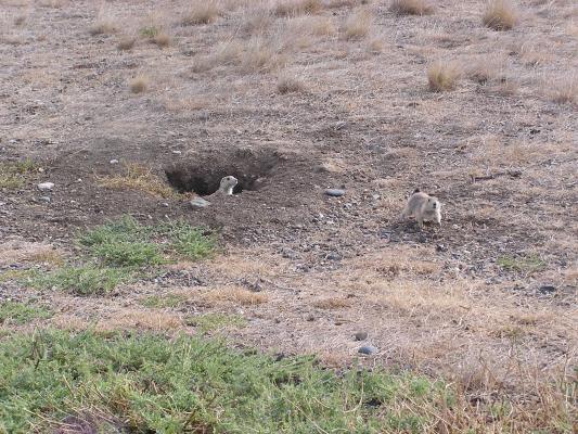 We stopped at Prairie Dog Town State Park on the way to Zoo Montana.