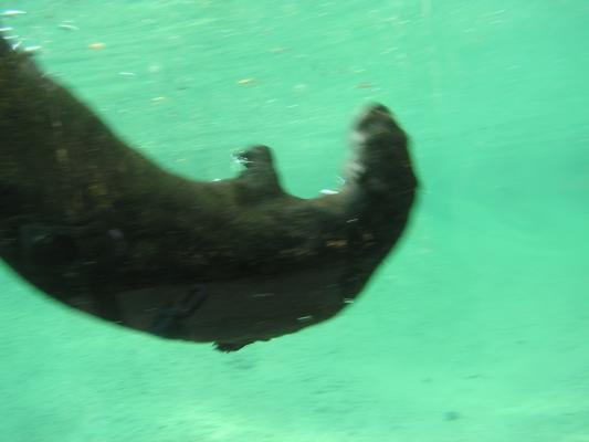The otter swimming at Zoo Montana.