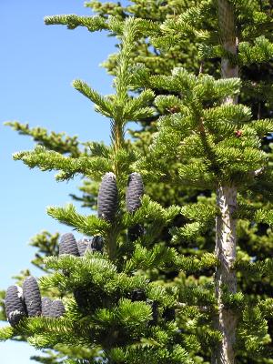 Black fir cones that grow upward.