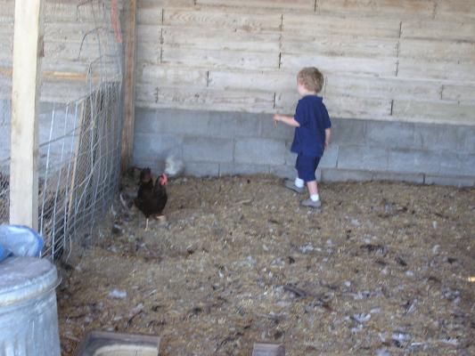 Noah chases a chicken.