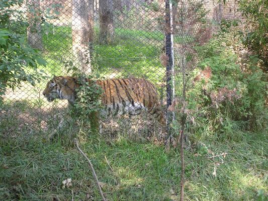 The tiger at Zoo Montana.