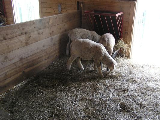 Lambs at Zoo Montana.