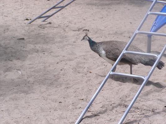 Peahen in the play area of Riverside Zoo