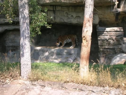 The Zoo Montana tiger.