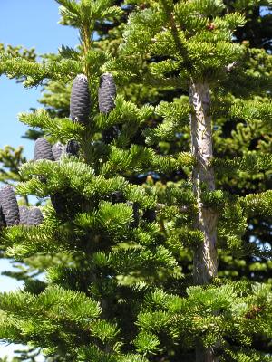 Black fir cones that grow upward.