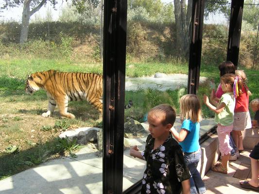 The kids watch the tiger go by.