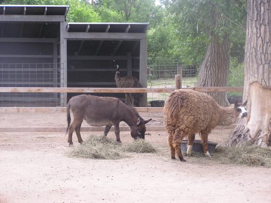 donkey and lama