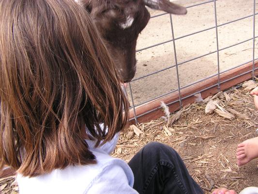 Andrea feeds a goat.