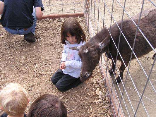 The goats enjoy the kids at the zoo.