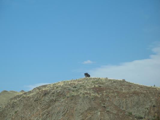 Bull on a hill.