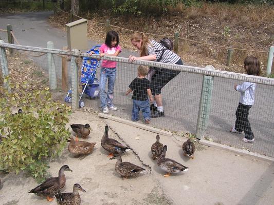 Ducks at Zoo Montana.