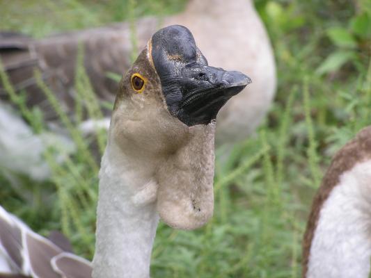 A funny looking goose at Zoo Montana.