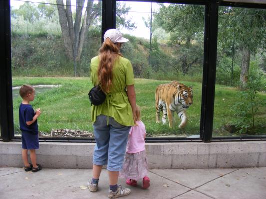 Noah, Katie, and Sarah watch the tiger.