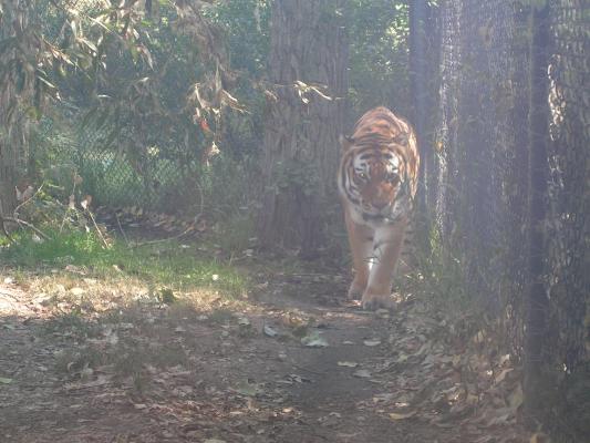 The tiger through the observation glass.