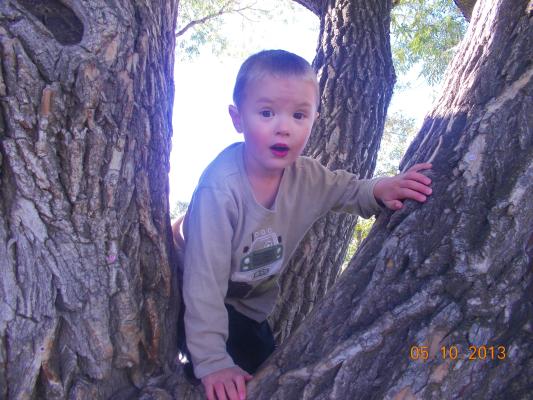 Joshua in a tree.