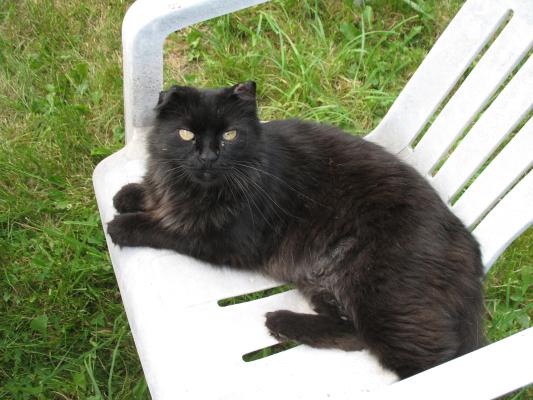 Blacky sits on a white plastic lawn chair.