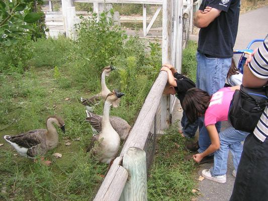 Let's feed the geese.